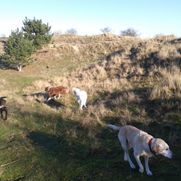 duinen haarlem