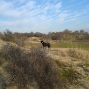 natuur omgeving bloemendaal