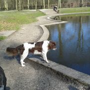 hondenwandeling in natuur